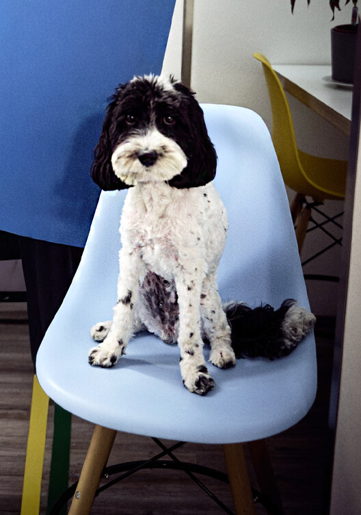 Freundlich blickender schwarz-weißer Labradoodle sitzt auf einem hellblauen Stuhl und schaut neugierig in die Kamera.